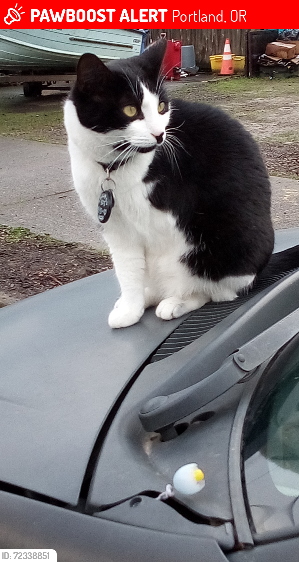 Lost Female Cat last seen N. DELEWARE BETWEEN N. AINSWORTH & N. HOLMAN, Portland, OR 97217