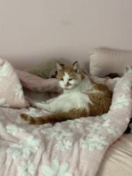 Lost Male Cat last seen Yorktown/ heritage hills park , Albuquerque, NM 87109