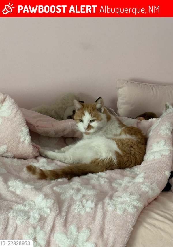 Lost Male Cat last seen Yorktown/ heritage hills park , Albuquerque, NM 87109