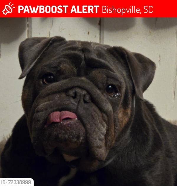 Lost Female Dog last seen Bethune Hwy , Bishopville, SC 29010