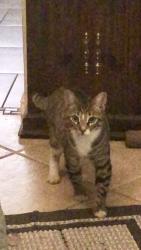 Lost Male Cat last seen Houser and Panama , Modesto, CA 95351