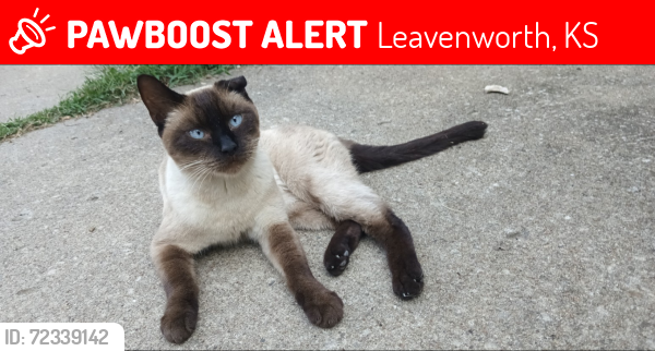Lost Male Cat last seen Spruce St & Jackson St , Leavenworth, KS 66048