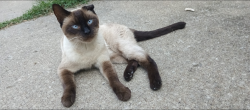 Lost Male Cat last seen Spruce St & Jackson St , Leavenworth, KS 66048