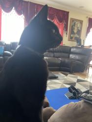 Lost Male Cat last seen Clay bank , Fairfield, CA 94533