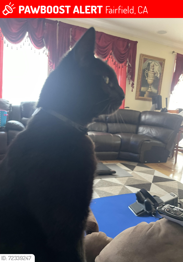 Lost Male Cat last seen Clay bank , Fairfield, CA 94533