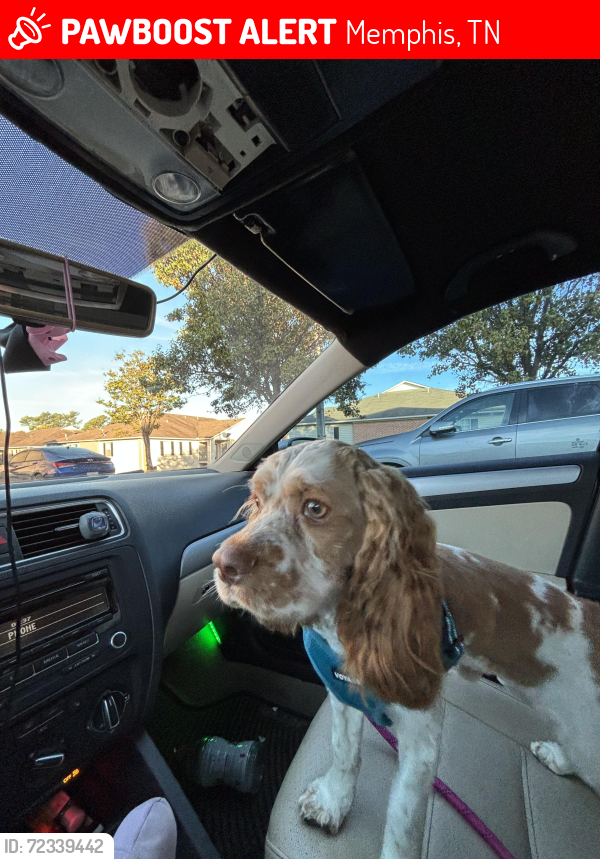 Lost Male Dog last seen Jackson Ave, Memphis, TN 38122