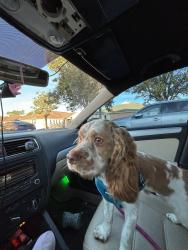 Lost Male Dog last seen Jackson Ave, Memphis, TN 38122