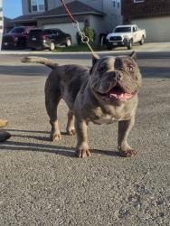 Lost Male Dog last seen H street on the East side of San Antonio 78220, San Antonio, TX 78220