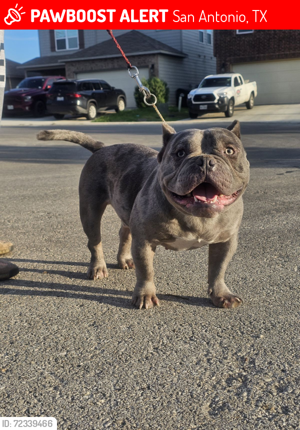 Lost Male Dog last seen H street on the East side of San Antonio 78220, San Antonio, TX 78220