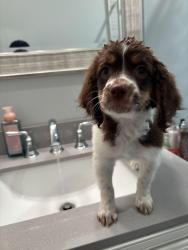 Lost Female Dog last seen Bayliss ave , Memphis, TN 38122