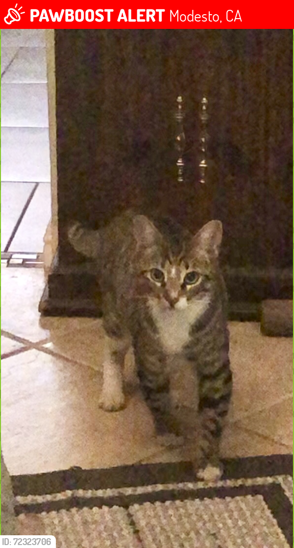 Lost Male Cat last seen Houser and Panama , Modesto, CA 95351