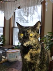 Lost Female Cat last seen Cobbstown, Waupaca, WI 54981