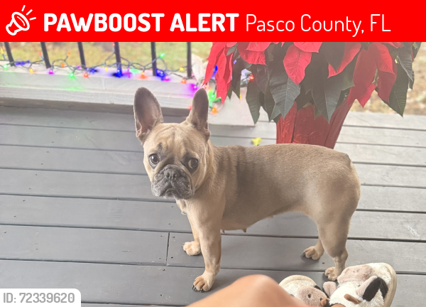 Lost Female Dog last seen Geraldine rd and Delong Rd Dade City, Pasco County, FL 33523