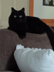Lost Male Cat last seen Inverness Dr Ashton Forest , Fayetteville, NC 28304