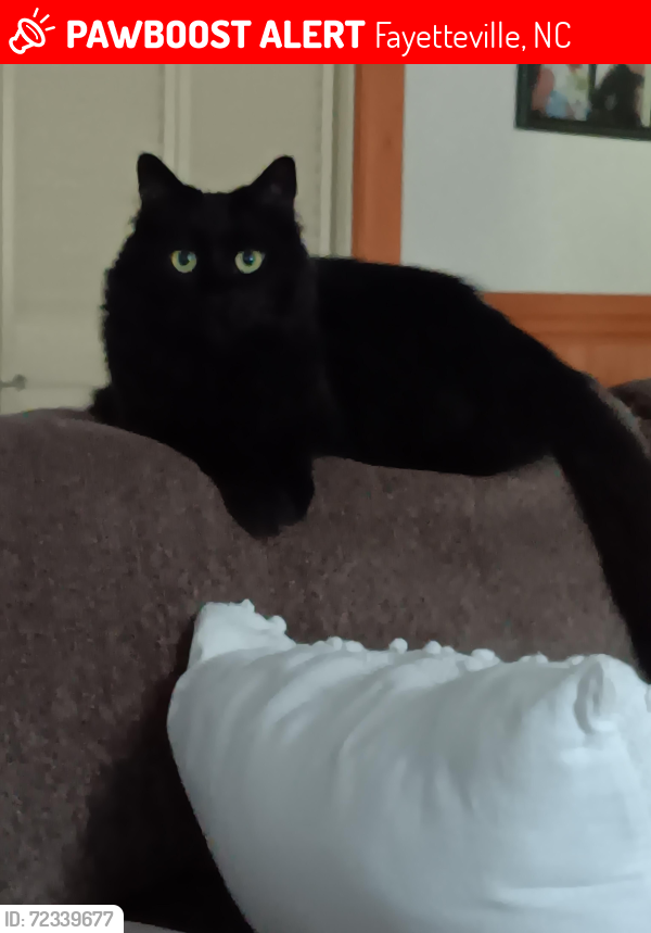 Lost Male Cat last seen Inverness Dr Ashton Forest , Fayetteville, NC 28304