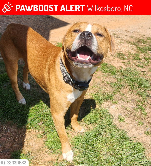 Lost Male Dog last seen Congo rd near HWY 421, Meineke and Marathon store is located in front of Congo Rd, Wilkesboro, NC 28697