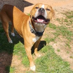 Lost Male Dog last seen Congo rd near HWY 421, Meineke and Marathon store is located in front of Congo Rd, Wilkesboro, NC 28697
