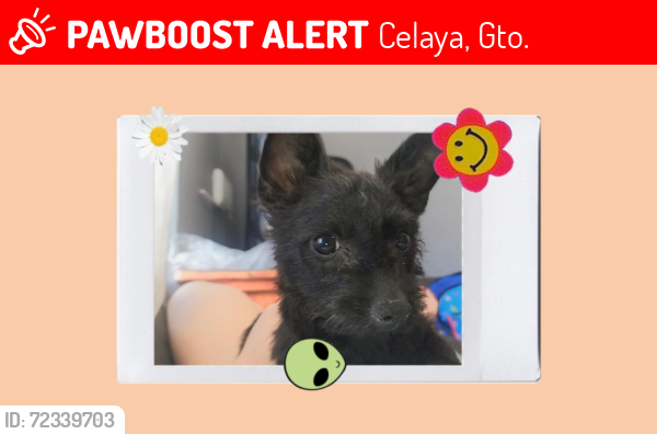 Lost Male Dog last seen Valle los naranjos, Celaya, Gto. 