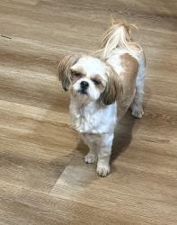 Lost Female Dog last seen Willow Ranch, Monument, CO 80132