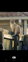 Lost Male Cat last seen Old Mill Rd., Wrightsboro, NC 28429
