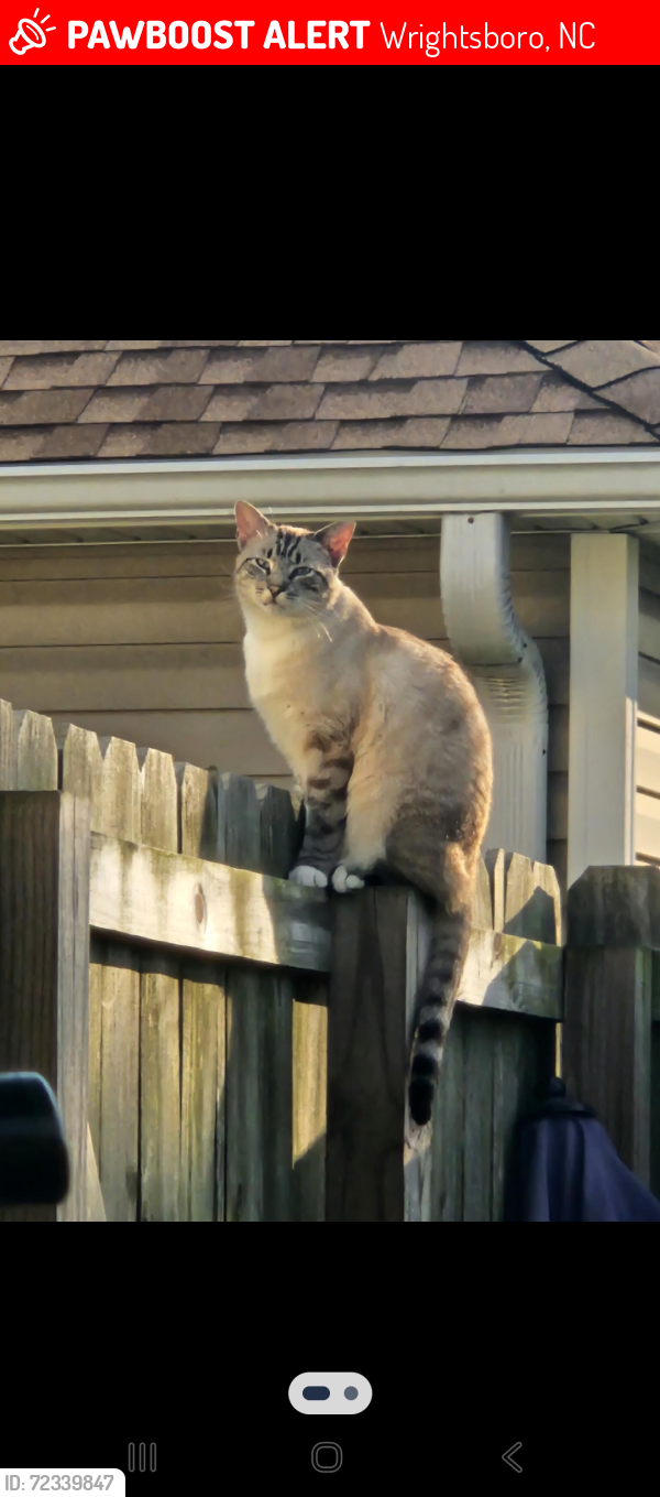 Lost Male Cat last seen Old Mill Rd., Wrightsboro, NC 28429