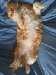 Lost Male Cat last seen Old Mill Rd., Wrightsboro, NC 28429