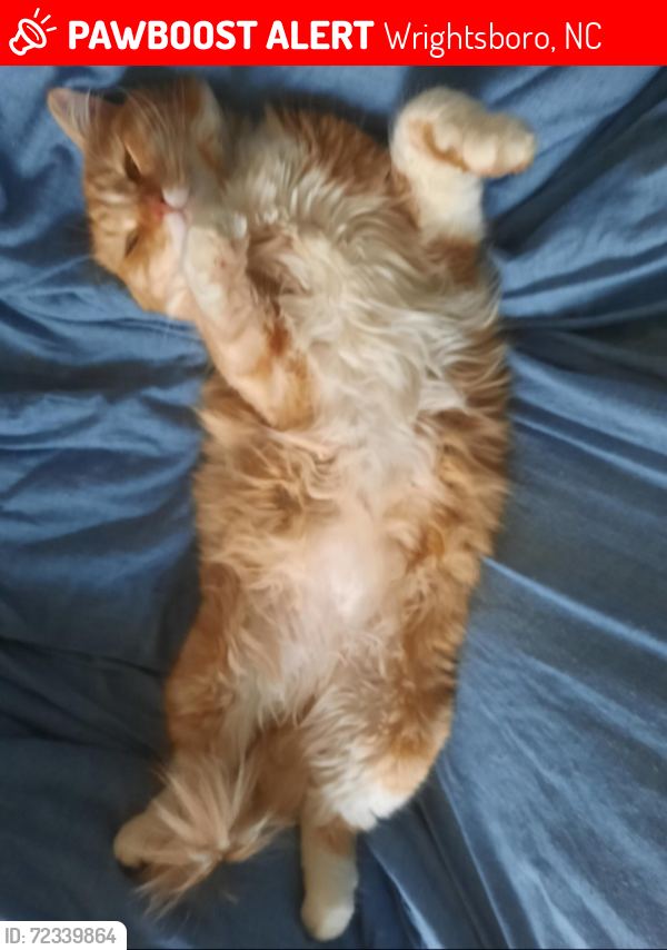 Lost Male Cat last seen Old Mill Rd., Wrightsboro, NC 28429