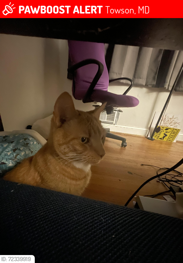 Lost Male Cat last seen Brook and greenbrier rd, Towson, MD 21286