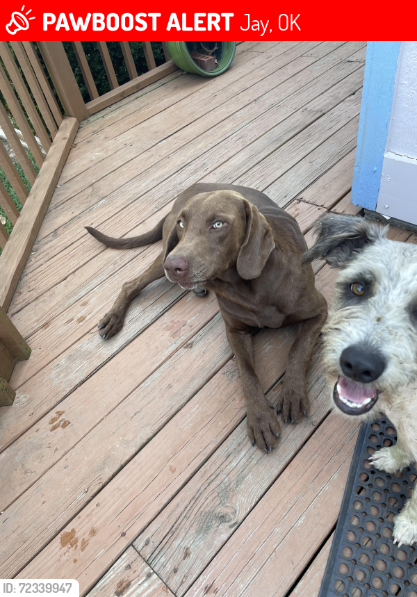 Lost Male Dog last seen Hwy 127, Jay, OK 74346