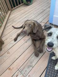 Lost Male Dog last seen Hwy 127, Jay, OK 74346
