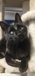 Lost Male Cat last seen Parr Rd NE, Harvest Way, Woodburn, OR 97071