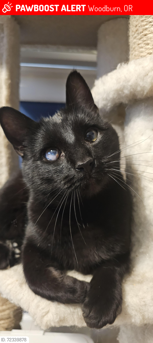 Lost Male Cat last seen Parr Rd NE, Harvest Way, Woodburn, OR 97071