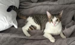 Lost Male Cat last seen Hartford and Iowa, El Dorado Park, Plano, TX 75093