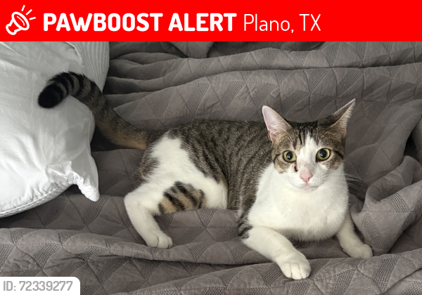 Lost Male Cat last seen Hartford and Iowa, El Dorado Park, Plano, TX 75093