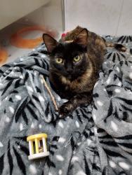 Lost Female Cat last seen Rua Aníbal Pedro Godinho 113, Jardim Ester Yolanda, SP 05374-200