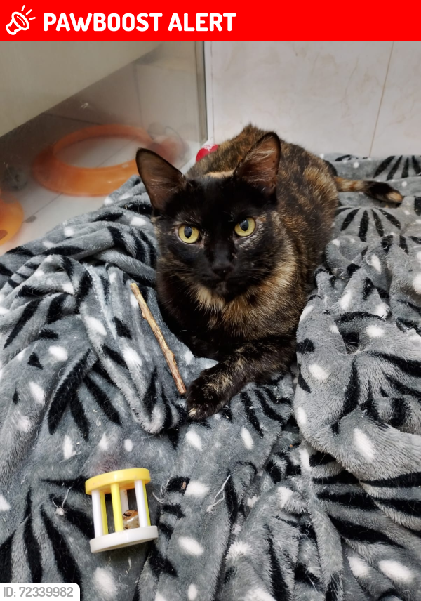 Lost Female Cat last seen Rua Aníbal Pedro Godinho 113, Jardim Ester Yolanda, SP 05374-200