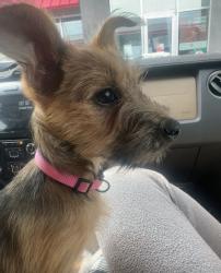 Lost Female Dog last seen Seminary & mccart ave, Fort Worth, TX 76133