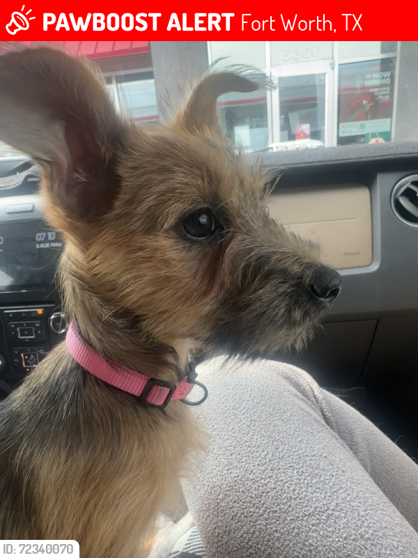 Lost Female Dog last seen Seminary & mccart ave, Fort Worth, TX 76133