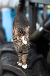 Lost Female Cat last seen Barss Corner, Lunenburg, NS 