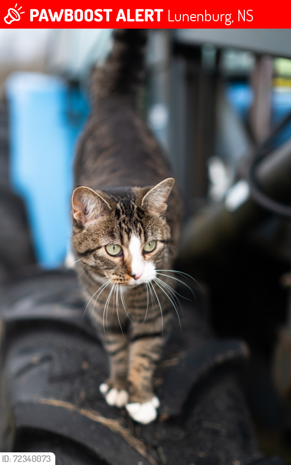 Lost Female Cat last seen Barss Corner, Lunenburg, NS 