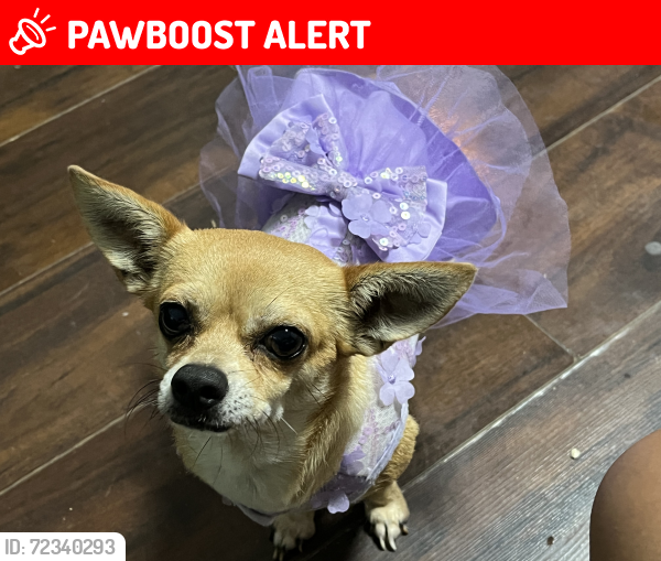 Lost Female Dog last seen Fm 2893 Los Fresnos tx , Cameron County, TX 78586