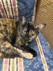 Lost Female Cat last seen Cambridge Drive and Airy Circle Knollingwood s, Richmond, VA 23238