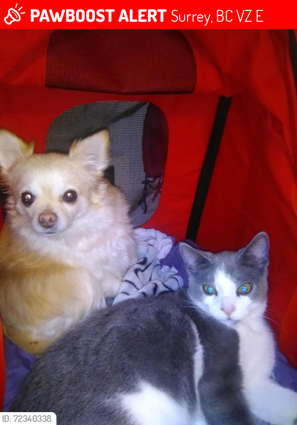 Lost Male Cat last seen 40th Ave and king goerge intersection , Surrey, BC V3Z 1E7