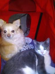 Lost Male Cat last seen 40th Ave and king goerge intersection , Surrey, BC V3Z 1E7