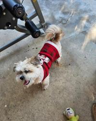 Lost Unknown Dog last seen Bristol & Central, Santa Ana 93704, Santa Ana, CA 92704