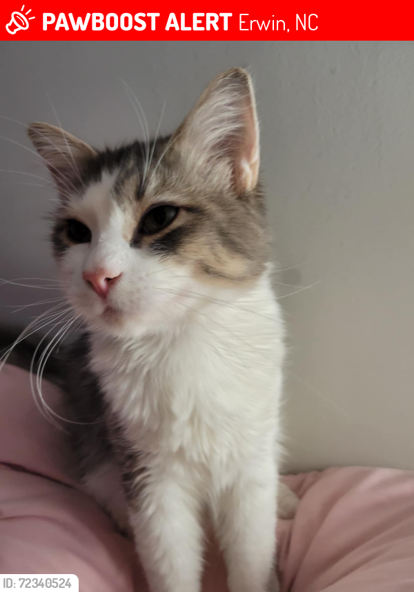 Lost Male Cat last seen W D St, Erwin, NC 28339