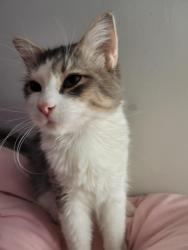 Lost Male Cat last seen W D St, Erwin, NC 28339