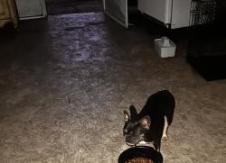 Lost Female Dog last seen belvedere and haverhill , Haverhill, FL 33415