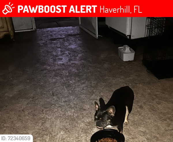 Lost Female Dog last seen belvedere and haverhill , Haverhill, FL 33415