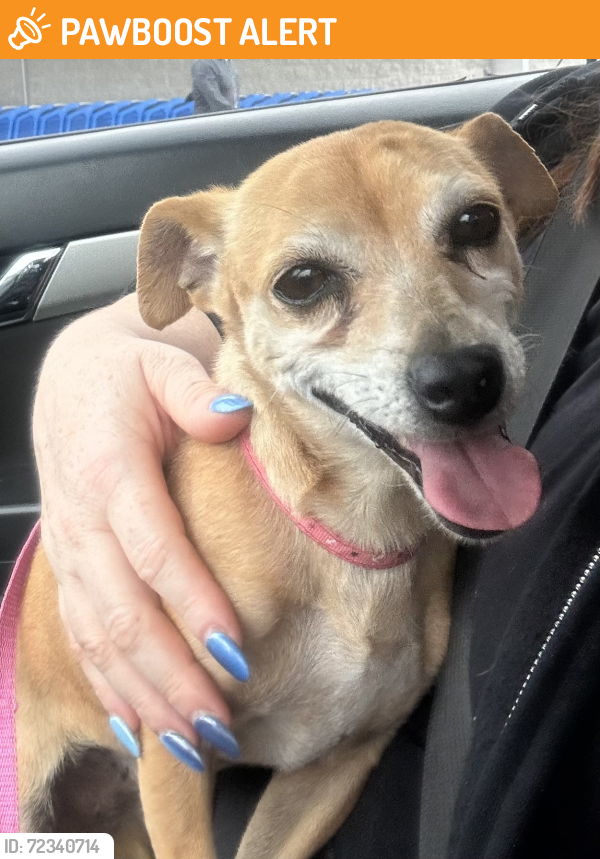 Found/Stray Female Dog last seen Camino a Porta Fontana después de la entrada a Gran Jardín , León de los Aldama, Gto. 37138